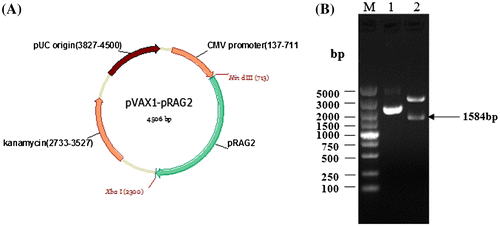 Fig. 5. Construction of the recombinant expression vector pVAX1-pRAG2 and identification of the recombinant pVAX1-pRAG2 through its digestion with restriction enzymes. (A) The pVAX1-pRAG2 plasmid was constructed as described in the text. The plasmid structure of pVAX1-pRAG2 (4506 bp). pRAG2: swine recombination activating gene 2; CMV promoters: promoters; “javascript:void(0);” kanamycin: “javascript:void(0);” kanamycin-resistance marker. pUC origin: replication origin. (B) Identification of the recombinant plasmid and its digestion with restriction enzymes. M: DNA marker; Lane 1: product digested from the recombinant plasmid pVAX1-pRAG2; lane 2: product digested by restriction enzymes from the recombinant plasmid pVAX1-pRAG2.