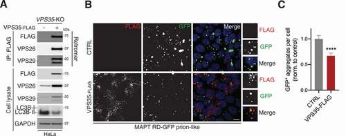 Figure 7. VPS35 over-expression reduces MAPT aggregation. (A) Anti-FLAG immunoprecipitation/immunoblot from VPS35-KO cells with or without stable rescue with VPS35-FLAG. A representative of three independent experiments is shown. (B) Confocal images of MAPT RD-GFP prion-like cells transiently transfected with VPS35-FLAG or empty vector for 48 h. Cells were immunostained for FLAG. Scale bar: 10 µm. Insets show further 2.5× magnification. Blue, DAPI-stained nuclei. (C) GFP-positive aggregates per cell from (B). Values are the mean ± SEM from n = 133–144 cells per condition from two independent experiments (Mann-Whitney U-test; ****p < 0.0001)
