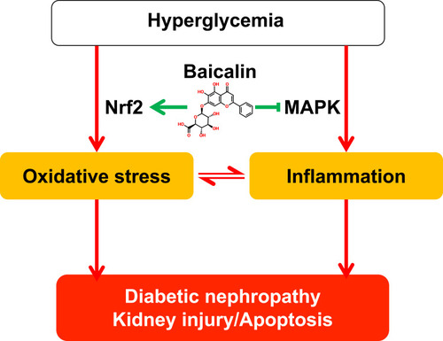 Figure 8 Baicalin alleviates oxidative stress and inflammation in diabetic nephropathy via Nrf2 and MAPK signaling pathway. In DM, persistent hyperglycemia can induce oxidative stress and inflammation, which play essential roles in the development and progression of diabetic nephropathy. BAI administration can treat DN by alleviating oxidative stress and inflammation, and its underlying mechanisms were associated with the activation of Nrf2-mediated antioxidant signaling pathway and the inhibition of MAPK-mediated inflammatory signaling pathway.