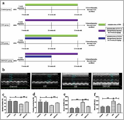 Figure 1. Treatment Of LYC Alleviated Cardiac Dysfunction Induced By ISO. (a) A Summary Of Animal Treatments Procedure. (b) Measurements Of Echocardiography In Different Groups Of Mice. (c,d) Ejection Fraction (%) And Fractional Shortening (%) Of Heart Were Evaluated By Echocardiography. E And F, The Levels Of Specific Cardiac Injury Biomarkers (CK-MB And LDH) In Plasma. *P < 0.05 And **P < 0.01 Mean Statistic Significance