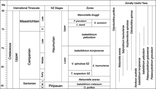 Fig. 3  New Zealand dinoflagellate zonations for the Late Cretaceous (Haumurian) and estimated ranges of key taxa (based on Roncaglia et al. Citation1999 and Crampton et al. Citation2004).