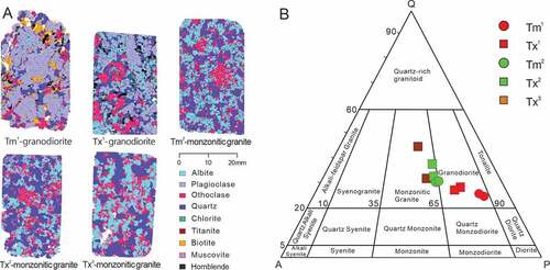 Figure 3. (A) Mineral maps of the Baishandong granitoids by TIMA; (B) A ternary QAP plot showing the relative modal proportions of quartz (Q), alkali feldspar (A), and plagioclase (P) to define the IUGS fields for the rocks (after Le Maitre, Defant et al. Citation2002; Chen et al. Citation2005) .