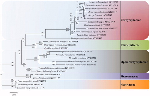 Figure 1. Phylogenetic relationships among 27 taxa of Hypocreales based on 14 concatenated mitochondrial protein-coding genes (PCGs). The 14 PCGs included subunits of the respiratory chain complexes (cob, cox1, cox2, and cox3), ATPase subunits (atp6, atp8, and atp9), NADH: quinone reductase subunits (nad1, nad2, nad3, nad4, nad4L, nad5, and nad6). The phylogenetic tree was generated by Bayesian inference (BI) and maximum-likelihood (ML). The Bayesian posterior probabilities and bootstraps are shown above internodes and below internodes, respectively.