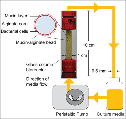 Figure 1. Schematic representation of the in vitro gut bacterial adhesion model using a continuous flow bioreactor packed with mucin–alginate beads. Mucin–alginate beads were composed of 2% (w/v) low-viscosity sodium alginate and 3% (w/v) mucin from porcine stomach. Beads were prepared by ionotropic gelation method. Beads were coated for 24 h with 1% (v/v) bacterial inoculum suspended in culture media, stirred at 50 rpm and incubated 24 h at 37°C in 5% CO2. Bacteria-coated beads were transferred to a glass column bioreactor under sterile conditions. Culture media was circulated throughout the system at a flowrate of 0.5 mL/min using a peristaltic pump. The whole system was incubated at 37oC.