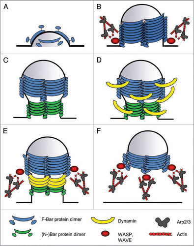 Figure 1 Model for BAR protein function during endocytosis. Schematic drawing, depicting the different steps at which F-BAR proteins are believed to function during endocyosis. (A) Induction of curvature: F-BAR protein dimers bind to and deform the plasma membrane. (B) Invagination/tubulation: By oligomerization, F-BAR proteins form a helical coat around the membrane, thereby stabilizing the invagination. They also might employ actin dynamics to generate the force for membrane invagination. (C) Constriction: (N-)BAR proteins associate with the neck of the tubule, mediating its constriction. (D) Dynamin recruitment: F- and (N-)BAR proteins recruit Dynamin, to also form a coat around the neck of the nascent vesicle, which will ultimately lead to the scission of the vesicle that is also aided by actin polymerization (E) Scission. (F) Vesicle movement: After the scission, WASP and WAVE proteins remain associated with the vesicle via F-BAR proteins, and mediate the formation of an actin tail that propels the vesicle into the cytoplasm.