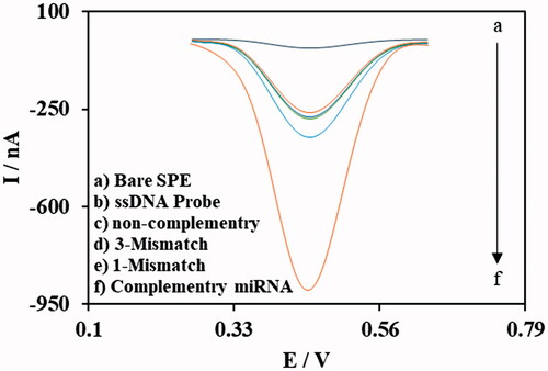 Figure 7. Results of DPV experiments for evaluation of nanobiosensor selectivity for target miRNA over non-specific oligonucleotides. (DPVs performed in 0.1 M phosphate buffer solution (pH 7.0)).