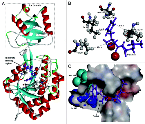 Figure 1. The structure of BSAP obtained by homology modeling. (A) Overall structure of BSAP. The α helices and β sheets are shown in red and cyan, respectively. Bestatin is shown in purple as the substrate. The PA-domain and substrate binding region are shown by dashed pane and dashed circle. (B) Local model of mutation sites in BSAP. The residues (Leu370, Asn385, Ile387, and Val396) in direct contact with the side chain of bound substrate are shown in balls and sticks, in which the oxygen atoms, nitrogen atoms, carbon atoms, and hydrogen atoms are in red, blue, deep gray, and light gray, respectively. The purple sticks indicate the bound substrate (bestatin). The two zinc atoms are shown in the form of magnified red balls. The distances (Å) from the bound substrate to the mutation sites in BSAP are shown. (C) The surface of the substrate binding region around the substrate in BSAP. The bound substrate is indicated by purple sticks. The residues Asn385 and Ile387 are displayed in the form of cyan and blue “CPK (Corey-Pauling-Koltun),” respectively. The pocket formed by the substrate binding sites is indicated by arrow.