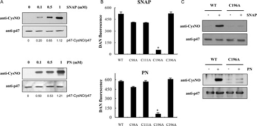 Figure 1. S-Nitrosylation of p47phox. (A) Immunoblot analysis of recombinant p47phox. After incubating p47phox with various concentrations of SNAP or PN for 30 minutes at room temperature, the samples were subjected to SDS–PAGE and immunoblotting with the anti-nitrocysteine IgG antibody. (B) Identification of the S-nitrosylation target cysteine in p47phox by using site-directed mutagenesis. The S-nitrosylation of wild type and p47phox C→A mutants was detected using the DAN reagent. The fluorescence signal of the untreated control protein was subtracted as background. Values correspond to three independent assays with the standard deviation indicated. *P < 0.01 versus wild type, C98A, C111A, and C396 p47phox mutant proteins. (C) After incubation with 1 mM SNAP or 1 mM PN for 30 minutes at room temperature, the wild type and the p47phox C196A mutant were subjected to SDS–PAGE, followed by immunoblotting with the anti-nitrocysteine IgG antibody.