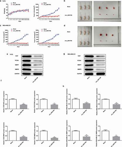 Figure 3. Circ_0001785 inhibits breast cancer progression in vivo. (a) The circ_0001785 overexpression and control T47D cells were inoculated in nude mice, and mouse weight and tumor volume were monitored every day. (b) Tumor mass of T47D tumor xenograft-induced nude mice after 14 d of treatment. (c) The circ_0001785 overexpression and control MDA-MB-231 cells were inoculated in nude mice, and mouse weight and tumor volume were monitored every day. (d) Tumor mass of MDA-MB-231 tumor xenograft-induced nude mice after 14 d of treatment. (e-f) Expressions of KI67, PCNA, MMP7 and MMP9 in tumor tissues inoculated with T47D cells were detected by western blot analysis. GAPDH was used as the loading control. (g-h) Expressions of KI67, PCNA, MMP7 and MMP9 in tumor tissues inoculated with MDA-MB-231 cells were detected by western blot analysis. GAPDH was used as the loading control. **p < 0.01 and ***p < 0.001 vs. Mock