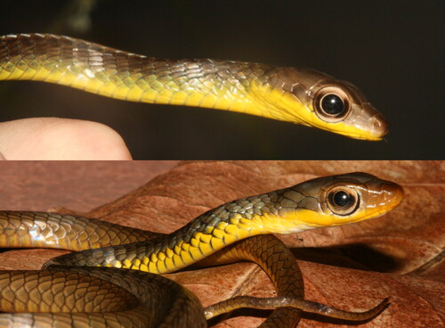 Fig. 5. Comparison of hatchlings. A. Chironius cochranae from Morne Bleu Ridge, Trinidad. B. Chironius nigelnoriegai from the Arima Valley. Note the difference in the size of the eyes. Photographs by JCM.