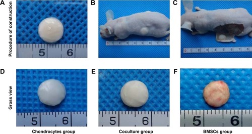 Figure 2 Engineering cell-scaffold constructs in vitro and the formation of cartilage in vivo.Notes: (A) Gross view of cell-scaffold constructs engineered in the sandwich model in vitro. (B) Cell-scaffold constructs were implanted subcutaneously into nude mice after being cultured for 1 week in vitro. (C) Gross view of cell-scaffold constructs 12 weeks postimplantation. (D–F) Gross view of constructs 12 weeks postimplantation in the chondrocyte group, coculture group, and BMSC group, respectively. Minimum scale: 1 mm.Abbreviation: BMSC, bone marrow stromal cell.