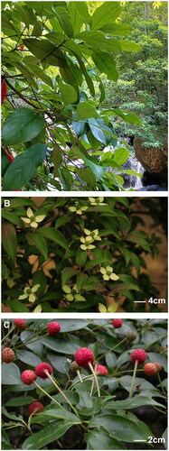 Figure 1. Photograph of C. hongkongensis leaf, flower, and fruit. (A) Leaf. This image was taken by Lichai Yuan at Guidong Botanical Garden, Chenzhou city, Hunan province, China. The leaf blade displays an elliptic, oblong-elliptic, or obovate-oblong shape with a thinly to thickly leathery. The leaf base is cuneate or broadly cuneate to rounded, and the apex is shortly acuminate to caudate. Typically, there are 3 or 4 (or occasionally 5) veins that ascend in a curved pattern. (B) Flower. This image was taken by Jun Liu at Hangzhou City, Zhejiang Province, China. Capitate cymes are globose, and the bracts are yellowish or white, broadly elliptic, broadly ovate, or orbicular to obovate. (C) Fruit. This image was taken by Yan Liu. The compound fruit, which is globose in shape, turns red or yellowish-red at maturity.