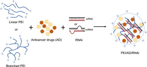 Figure 3 Scheme of nanoparticles containing PEI as drug and RNAi delivery.