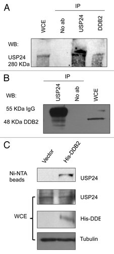 Figure 2. DDB2 interacts with USP24 in human cells. (A) Co-immunoprecipitation of USP24 and DDB2. IP was performed using an anti-DDB2 antibody, followed by western blot (WB) using an USP24 antibody. (B) Reciprocal co-immunoprecipitation of DDB2 and USP24. IP was performed using an anti-USP24 antibody, following by western blot (WB) using a DDB2 antibody. (C) His-tag pulldown of DDB2 precipitates USP24. His-tagged form of DDB2 was expressed in HeLa cells. Ni-NTA beads were used to pull down His-DDB2. HeLa cells without His-DDB2 expression were used as control to show specific DDB2 interaction with USP24.