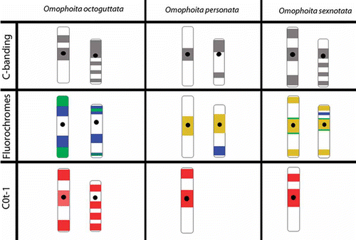 Figure 5.  Ideogram of sex chromosomes (X left, Y right) showing the different patterns of marks obtained with C-banding, fluorochromes CMA3/DA/DAPI and C0t-1 probes from Omophoita octoguttata, O. personata and O. sexnotata. (Display full size = centromere, Display full size = c-banding, Display full size = CMA3, Display full size = DAPI, Display full size = DAPI + CMA3, Display full size = C0t-1 marks).