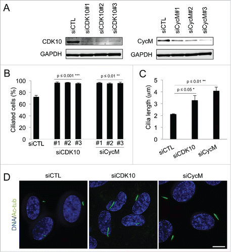 Figure 1. CDK10/Cyclin M represses primary cilium assembly and growth (A-D) hTERT-RPE1 cells were transfected with control (siCTL), CDK10 or CycM siRNAs, subjected to serum starvation, and analyzed 72 hour post transfection. (A) CDK10 and CycM knockdown was assessed by western blot. (B) The percent of siCTL, si CDK10 and siCycM cells with primary cilia was determined by visualization using acetylated-tubulin staining (Figure S1A) and quantification. 500 cells were counted for each condition, in 3 independent experiments. (C) Measurement of cilia length (225 cilia/condition, in 3 independent experiments) using the LAS AF software on images randomly selected across the coverslips. (D) Representative immunofluorescence images of primary cilia (acetylated-tubulin staining, shown in green), DNA (DAPI staining, shown in blue). Scale bar: 10 μm.