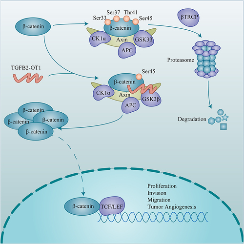 Figure 7 Schematic illustration showing the mechanism through which lncRNA TGFB2-OT1 promotes the progression and angiogenesis of HCC via β-catenin stabilization.