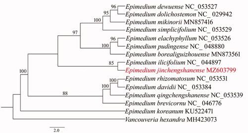 Figure 1. Maximum likelihood (ML) phylogenetic tree based on 15 complete chloroplast genomes, Vancouveria hexandra as an out-group. Numbers at nodes represented the bootstrap values.