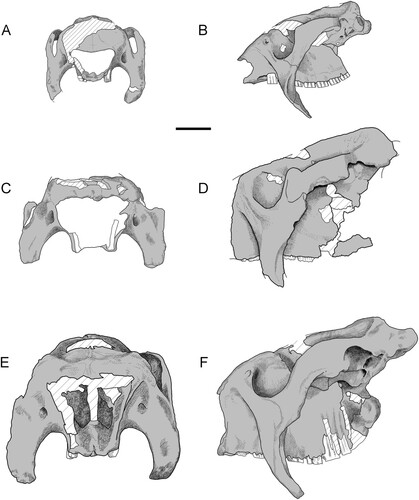 FIGURE 4. Comparative schematics of glyptodontine skulls. Andinoglyptodon mollohuancai (holotype, MUESP 4): A, anterior view; B, left lateral views. C, Paraglyptodon uquiensis (MACN-Pv 5377) in anterior view. D, cf. Paraglyptodon chapalmalensis (MPP 4676) in lateral view (reversed). E, F, Glyptodon muñizi (MACN 8706) in E, anterior view; F, left lateral view. Scale bar equals 5 cm.