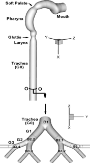 FIG. 1 3-D views of the oral airway model and bifurcation airway model (generations G0 to G3). B1—first bifurcation, B2.1 and B2.2—second bifurcation, B3.1, B3.2, B3.3, and B3.4—third bifurcation (the dashed lines indicate the segmental boundaries).