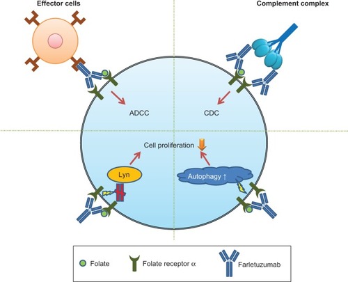 Figure 1 Schema of the mechanism of farletuzumab-induced cell toxicity.