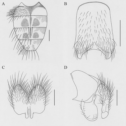 Figure 6. Helina nivimonta Xue, sp. nov. (A) Male, abdomen in dorsal view; (B) male, sternite 5 in ventral view; (C) male, cerci in posterior view; (D) male, terminalia in profile. Scale bars: A, 1 mm; B, 0.5 mm; C, D, 0.2 mm.