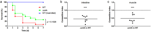 Figure 8. ZntA is involved in V. parahaemolyticus virulence in zebrafish models. (A) Survival curves of zebrafish infected intraperitoneally with the WT or ΔzntA strains. Zebrafish infected with the WT strain (heat-killed) served as the control. The data were analyzed using the log-rank test. (B) Competitive index (CI) of ΔzntA against the WT strain in the intestine of zebrafish. Eight zebrafish were injected intraperitoneally with a 1:1 mixture of ΔzntA and the WT strain. At 24 h post-infection, the full intestines were collected. Bacteria recovered from the samples were analyzed by colony PCR to determine the CI (the ΔzntA:WT ratio in each sample divided by that in the mixture). (C) CI of ΔzntA against the WT strain in the muscle of zebrafish. Eight zebrafish were injected intramuscularly with a 1:1 mixture of ΔzntA and the WT strain. At 12 h post-infection, the muscle samples were collected. Bacteria recovered from the samples were analyzed by colony PCR to determine the CI. Significance was determined using comparing the mean CI to 1 (equal competitiveness) via a two-tailed paired t-test. ***, p < .001.
