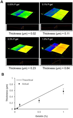Figure 4 Characteristics of the immobilized surface by P-gel. (A) 3D measurement using a reflective confocal laser microscope (RCLM) to observe the morphological structure of the immobilized surface at different concentrations of P-gel. (B) Comparison of the thickness on immobilized substrates. Data are presented as the mean ± SD, n=3.