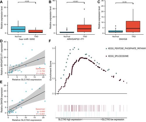 Figure 6 Validation of the expression of representative dysregulated lncRNAs and miRNAs by quantitative qRT-PCR in TAD, the correlation between expression levels of ceRNAs, and GESE analysis of SLC7A5. (A) Validation of the expression of hsa-miR-3202. (B) Validation of the expression of ARHGAP22-IT1. (C) Validation of the expression of SNHG8. (D) correlation between expression levels of SLC7A5 and ARHGAP22-IT1. (E) correlation between expression levels of SLC7A5 and SNHG8. (F) GSEA analysis of SLC7A5.