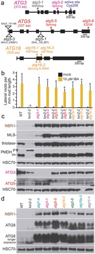 Figure 3. Novel atg3, atg5, and atg16 alleles recovered as lon2 suppressors. (a) Diagrams of the ATG3, ATG5, and ATG16 genes. Boxes and lines represent protein-coding regions and introns, respectively. The positions of new atg3, atg5, and atg16 mutations identified as lon2 suppressors are shown in pink, red, and orange, respectively; the previously described atg3-1 EMS-derived lon2 suppressor [Citation48] is in gray, and T-DNA insertion alleles [Citation29,Citation72,Citation73] are indicated by triangles. aa, amino acids. (b) Lateral root density of 8-day-old wild type (WT), lon2-2, atg3-1, lon2-2 atg3-2, lon2-2 atg5, and lon2-2 atg16 seedlings grown without or with IBA. Error bars show standard deviations (n = 8). Statistically significant (P < 0.0001) differences determined by one-way ANOVA are depicted by different letters above the bars. (c) Extracts from 6-day-old seedlings were processed for immunoblotting. Membranes from duplicate gels were serially probed with antibodies to the indicated proteins to obtain the top 5 and bottom 3 panels. The asterisk indicates a protein cross-reacting with the ATG5 antibody. (d) Extracts from 6-day-old seedlings were processed for immunoblotting and serially probed with antibodies to NBR1, ATG8A, and HSC70. ATG8 is lipidated and encoded by multiple genes in Arabidopsis.