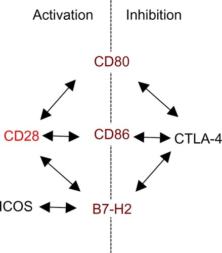 Figure 1 Ligand sharing by CD28, CTLA-4, and ICOS.