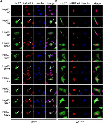 Figure 4. 2Apro protease activity is essential for Hsp27-Ser78 phosphorylation-mediated hnRNP A1 cytosol redistribution. (A–B) Hsp27-KO RD cells on the coverslips were infected with Lenti-Hsp27-WT, Lenti-Hsp27-3A, Lenti-Hsp27-S15A, Lenti-Hsp27-S78A, Lenti-Hsp27-S82A, Lenti-Hsp27-3D, Lenti-Hsp27-S15D, Lenti-Hsp27-S78D, or Lenti-Hsp27-S82D at the MOI of 20 for 3 days, then transfected with 500 ng 2Apro or 2AC110A for 24 h. The cells were fixed and stained with anti-Hsp27 (Green) and anti-hnRNPA1 (Red), followed by Alexa Fluor 488-conjugated anti-rabbit antibody and Alexa Fluor 594-conjugated anti-mouse antibody. The nuclei were stained with Hoechst (Blue). The images were captured by Nikon A1HD25 Confocal Microscope. Cells with translocation were marked by white arrows.