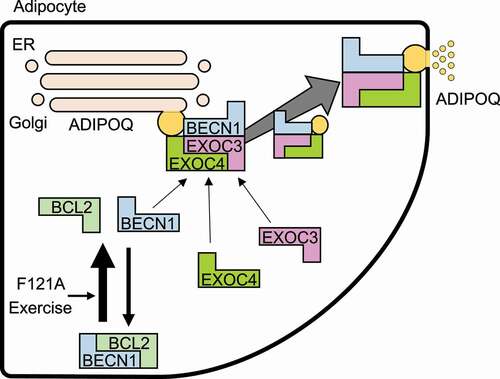 Figure 1. Proposed model of BECN1-regulated adiponectin secretion in adipose tissue. When released from BCL2 inhibition, BECN1 is translocated from the ER-Golgi-mitochondrial pools to ADIPOQ vesicles. There it interacts with the exocyst EXOC3/SEC6-EXOC4/SEC8 subcomplex and promotes adiponectin secretion, leading to improvement of systemic insulin sensitivity by activating the AMPK signaling pathway in metabolic organs