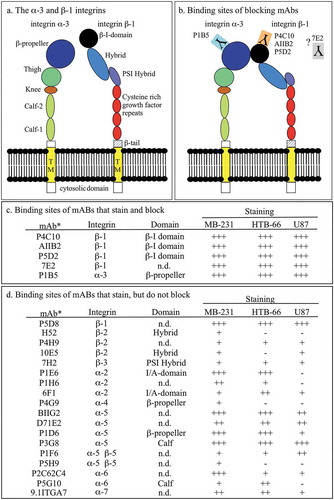 Figure 3. Two-dimensional model of integrin α-3 ß-1, known mAb binding sites, and staining patterns of the 23 anti-integrin mAbs that exhibited cytostaining in the three tested cell lines.(a) Models of integrin α-3 and integrin ß-1. (b) Binding sites of anti-integrin α-3 and anti-integrin ß-1 mAbs that exhibited blocking activity in one or more of the cell lines tested. (c) Binding sites and cell line staining patterns of anti-integrin mAbs that block. (d) Binding sites and cell line staining patterns of anti-integrin mAbs that do not block. mAb, monoclonal antibody; +++, intense staining; ++, moderate staining; +, low staining, -, no staining.