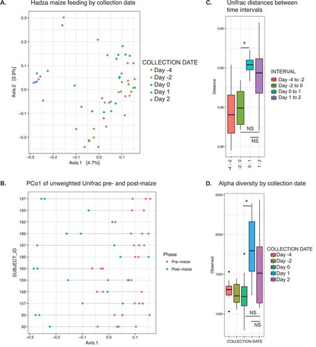 Figure 5. The introduction of maize into the Hadza diet.A. PCoA of unweighted Unifrac distances of fecal samples taken during maize introduction. Samples labeled by collection date. Maize introduction on Day 0, 1/31/14. Day −4, 1/26/14; Day −2, 1/28/14; Day 1, 1/31/14; Day 2, 2/1/14.B. PC1 from PCoA of unweighted Unifrac distance plotted by subject. Points per sampling time. Red dots are pre-maize (Day −4, −2, 0), teal dots are post-maize (Day 1, Day 2).C. Unifrac distance between time intervals. * p-value = 0.0078, Wilcoxon paired test.D. Observed OTUs per rarefied sample, grouped by collection date. * p-value = 0.016, Wilcoxon paired test.