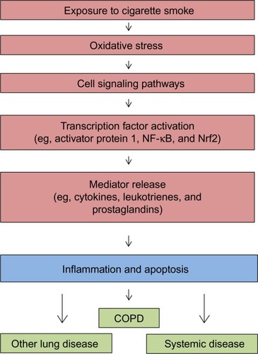 Figure 1 Schematic depicting the cascade of events underlying the biological effects of cigarette smoking.