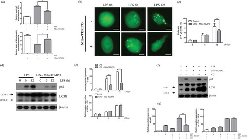 Figure 4. Mitochondrial ROS affects LPS-induced autophagy. (a) BV-2 cells were treated with LPS (1μg/mL) for 12h in the absence or presence of Mito-TEMPO (200μM). The cells were incubated with MitoSOX and JC-1 for 15min at 37℃ and mitochondrial ROS and membrane potentials were analyzed by flow cytometry. (b) The effect of mitochondrial ROS on GFP-LC3 puncta formation was addressed using GFP-LC3-expressing BV-2 cells treated with LPS for indicated times in the presence or absence of Mito-TEMPO using a fluorescence microscope. Scale bars represent 200 μm. (c) Graph represents number of GFP-puncta per cell. (d) Western blot analysis of p62, LC3B, and Beclin1 expression in LPS-treated BV-2 cells in the presence or absence of Mito-TEMPO. (e) Graphs represent quantification of western blot band intensity. (f) Western blot analysis to measure authphagic flux. LPS stimulated BV-2 cells were treated 4h before the cell harvest with chloroquine (100μM) in the absence or presence of Mito-TEMPO. (g) Graphs represent quantification of western blot band intensity. (a), (g) was used one way ANOVA and (c), (e) was used two way ANOVA statistical analysis. Data are presented as mean ± SD (n = 3). *p < 0.05, **p < 0.01, and ***p < 0.001.