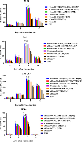 Figure 8. mRNA expression level of inflammatory cytokines in the spleen. The inflammatory cytokines IL-1β, IL-4, ifn-γ, and GM-CSF were analysed in the spleen by real-time PCR at 3, 5, 7, and 14 days post-first immunization. The chickens of the rClone30-VP2L (P/M) group, rClone30-chGM-csf (P/M) group, and commercial vaccine group were used as control. Values are expressed as mean ±SD; *p < 0.05, **p < 0.01 versus rClone30-VP2L (P/M) virus treated SPF chickens; #p < 0.05, ##p < 0.01 versus rClone30-chGM-csf (P/M) virus treated SPF chickens.