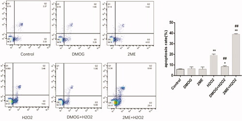 Figure 4. Apoptosis of MC3T3-E1 cells was detected by flow cytometry. The data shown are the means of three independent experiments. The error bars represent standard error. Data were analyzed with one-way analysis of variance (∗p < .05, ∗∗p < .01, vs. control; ##p < .01, vs. H2O2).