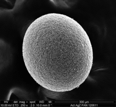 Figure 3. SEM photo showing a single sorbent bead.