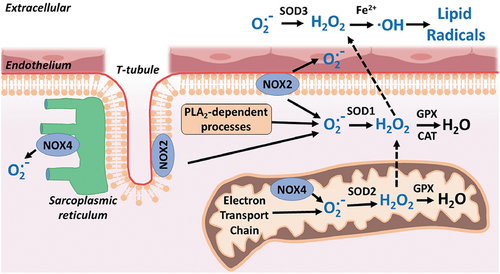 Figure 3. Proposed sites and mechanism of the production of reactive oxygen species in contracting skeletal muscles. CAT, catalase; SOD, superoxide dismutase; GPX, glutathione peroxidase; O2.−, superoxide; ·oh, hydroxyl radical; H2O2, hydrogen peroxide; NOX, NADPH oxidase; PLA2, phospholipase A2. Adapted from [Citation51] under the licences of (CC BY-NC-ND 4.0).