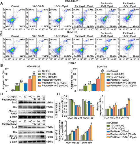 Figure 3 10-G induced the cell apoptosis of TNBC cells with paclitaxel. (A) MDA-MB-231 and SUM-159 were treated for 24h with 10-G and Paclitaxel alone or in combination, and the level of apoptosis was evaluated using the AnnexinV-FITC/PI dual-labelling technique. (B) The apoptotic rate of MDA-MB-231 and SUM-159. (C and D) MDA-MB-231 and SUM-159 were treated for 24h with 10-G and paclitaxel alone or in combination, and the protein expression of Bcl-2, Bax and cleaved PARP were detected by Western blot. Data are represented as the mean value ± SD. *P<0.05, **P<0.01, compared with control; +P<0.05, ++P<0.01, compared with 10-G (50μM); #P<0.05, ##P<0.01, compared with paclitaxel; ^P<0.05, ^^P<0.01, compared with paclitaxel + 10-G (50μM).