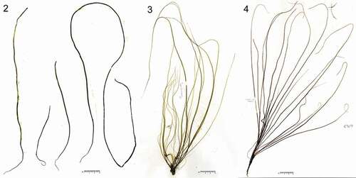 Figs 2–4. Habit of Chorda borealis sp. nov. Fig. 2. Type specimen; fertile sporophyte (Crescent Harbor, Kodiak, Kodiak Island, Alaska, USA on 11 July 2016 by H. Kawai. SAP115413). Fig. 3. Young immature sporophytes (St. Lawrence Island, Bering Sea, USA on 6 August 1996 by H. Kawai). Fig. 4. Young sporophyte (Gordon Pt., Churchill, Manitoba, Canada on 21 August 2006 by G.W. Saunders, B. Clarkston and D. McDevit; GWS005304).