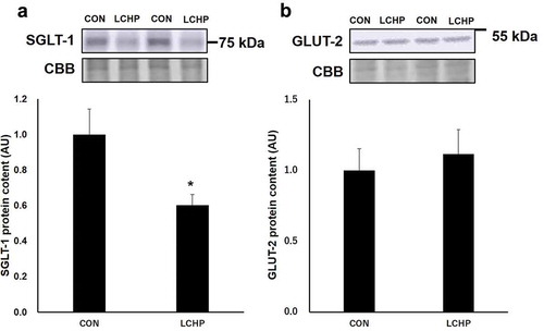 Figure 3. Effects of low-carbohydrate high-protein (LCHP) diet on SGLT-1 (a) and GLUT-2 (b) protein contents in the jejunum of mice.Values are means ± SEM, n = 7–8. *p < 0.05 compared to the control (CON) group. A.U., arbitrary unit.