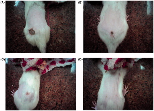 Figure 1. The effect of the HxFr ointment (10% w/w) of B. ammannioides on the wound induced on male albino rats is shown. (A) At zero time; (B) 2nd day; (C) 6th and 10th day.
