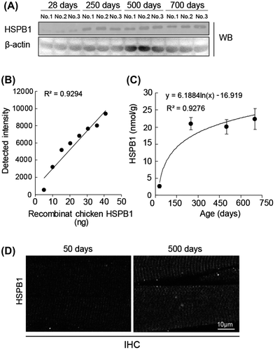 Fig. 3. Quantification of age-related HSPB1 protein.Notes: (A) Western blot analysis of HSPB1 in chicken muscle from 28 to 750 days of age. The amounts of lysate applied (3 μg/lane) were verified by Western blotting with β-actin antibody. (B) A standard curve was calculated with the density of purified recombinant chicken HSPB1 protein (from 5 to 40 ng of GST-HSPB1). (C) Time course analysis of HSPB1 expression in chicken muscle. HSPB1 concentration was quantified with a standard curve on the same Western blot. All values are mean ± S.E. from three samples. R2 indicates Pearson’s product-moment correlation coefficient. (D) Immunohistochemical analysis of HSPB1 in chicken muscle (50 days and 500 days of age). Longitudinal sections were incubated with Hsp25/27 antibody and second antibody labeled with fluorescent Dylight-488 and imaged by confocal microscopy.