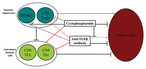 Figure 1. Effects of cyclophosphamide and anti-TGFβ antibody on malignant and immune cells. Cyclophosphamide induces the demise of cancer cells, inhibits the tumor-promoting effects of transforming growth factor β (TGFβ)-specific antibodies, reduces the number of CD11b+Gr1+ myeloid-derived suppressor cells (MDSCs) and induces maturation of MDSCs, may transiently limit the number of regulatory T cells (Tregs), and stimulates the differentiation of antitumor TH cells. Anti-TGFβ antibodies normally inhibit the survival as well as the invasive/metastatic potential of cancer cells, but may also promote their growth (by blocking the anti-proliferative activity of TGFβ), at least in some settings, promote the expansion of Tregs, induce the massive infiltration of neoplastic lesions by T cells, and, in concert with cyclophosphamide, reduce the number of MDSCs while promoting the maturation of CD11b+Gr1+ cells. Solid black lines: inhibition/blockade; dashed black lines: uncertain inhibition; red arrows: stimulation/promotion/activation.