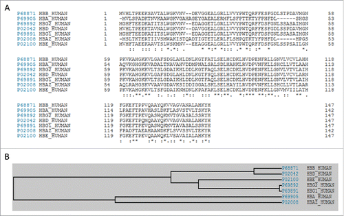 Figure 1. Evolutionary conservation of the major subunits of human hemoglobin. (A) Multiple sequence alignment of 7 major subunits of human hemoglobin. (B) Phylogenetic tree of 7 major subunits of human hemoglobin.