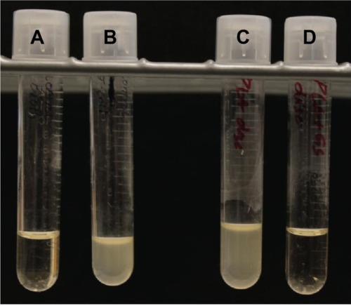 Figure 12 Control and gentamicin laden discs in bacterial growth culture.Notes: (A) Control broth. (B) Bacteria-inoculated broth. (C) Control PLA filament disc. (D) 2.5 wt% gentamicin-laden PLA disc.Abbreviation: PLA, polylactic acid.