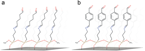 Figure 1. Schematic representation of silanized substrates with reacted glutaraldehyde (a) and terephthalaldehyde (b) as crosslinkers.